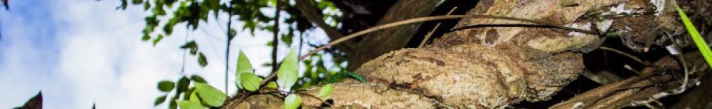 LIFE BEYOND AYAHUASCA