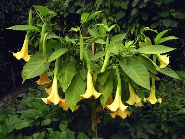 toe-the-witchcraft-plant-thats-spoiling-ayahuasca-tourism-1413324557221