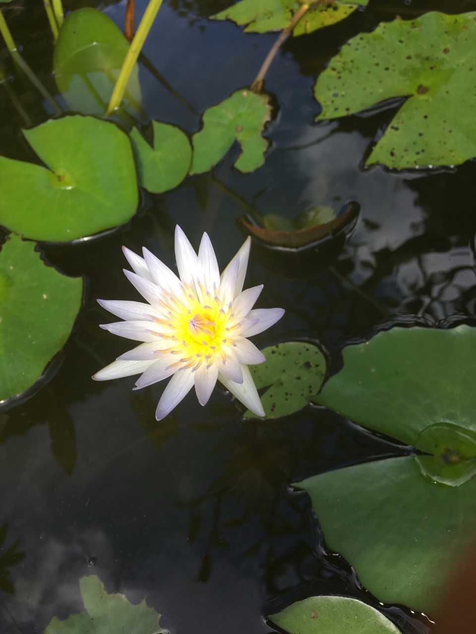 lotus