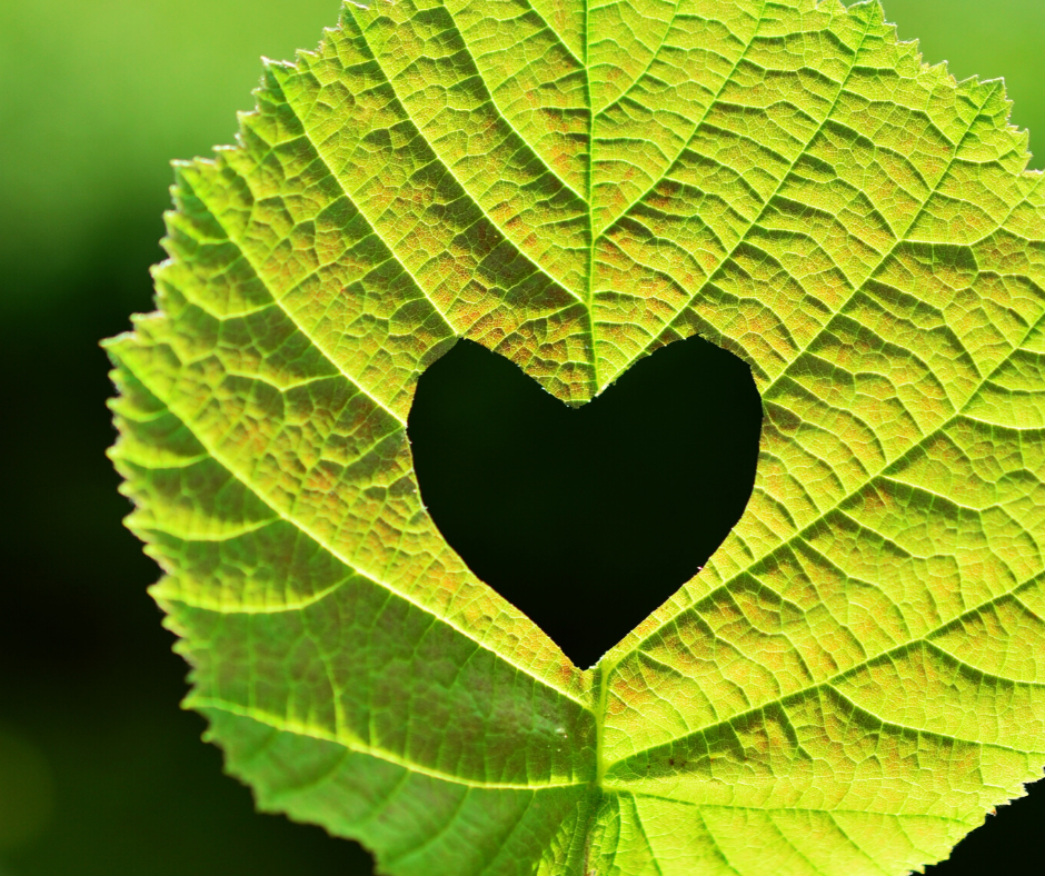 How Ayahuasca helped to heal my&nbsp;relationships